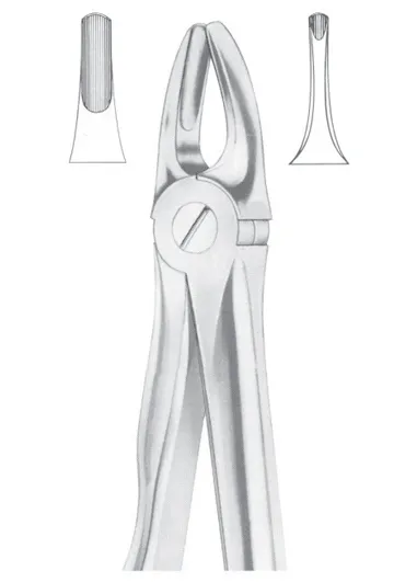 Fig. 3 upper incisors and canines 